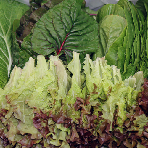 충주 유기농 쌈채소 600g 1kg 모듬쌈 야채,직송,유기농쌈채소,유기농야채,모듬쌈채소