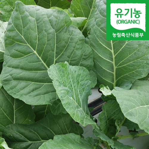 담양 유기농 즙용 케일 1kg 녹즙용 주스용 쥬스용,케일,유기농케일,직송